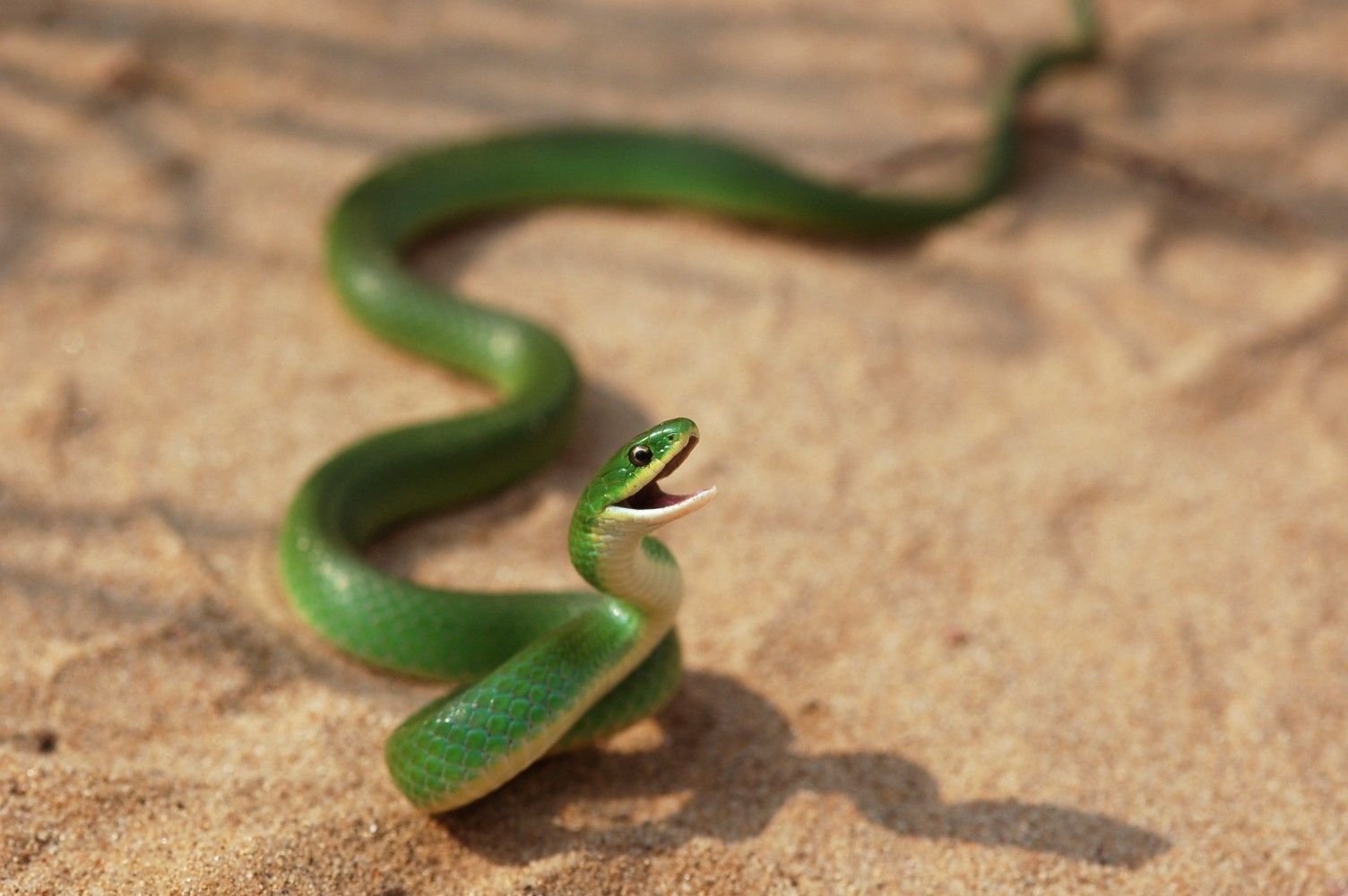 Мелкие змейки. Смарагдовый полоз. Зелёная мамба змея маленькая. Смарагдовый полоз зеленый. Китайская зеленая гадюка.