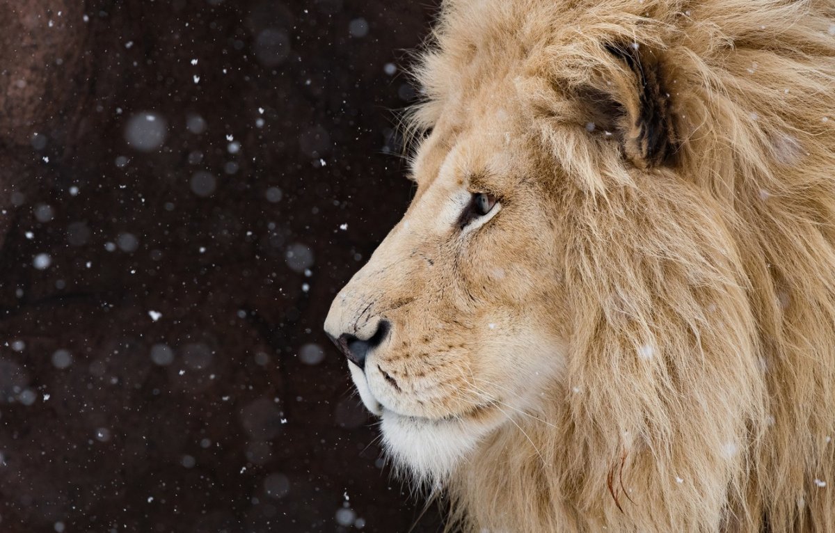 Лев зима