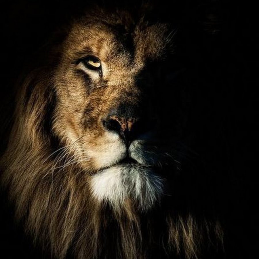 Лев в темноте