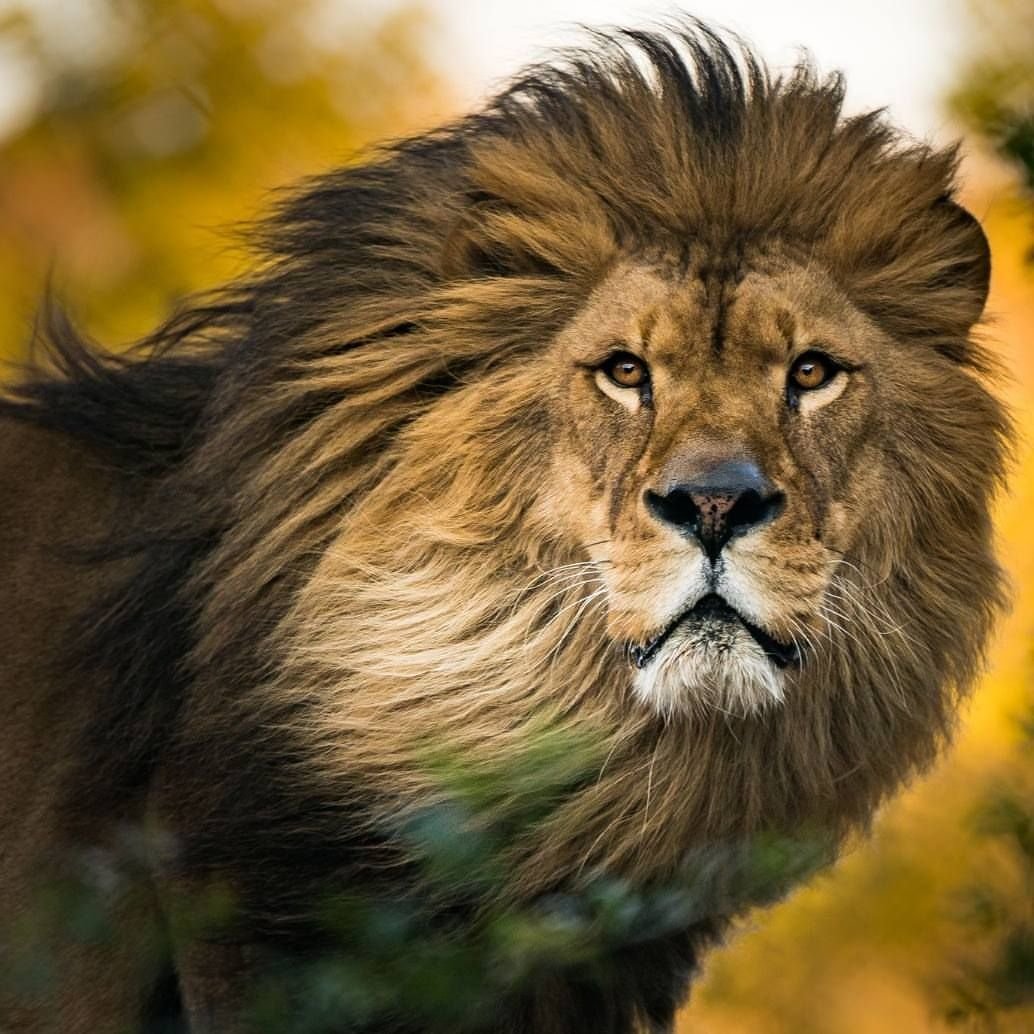 Морда Льва