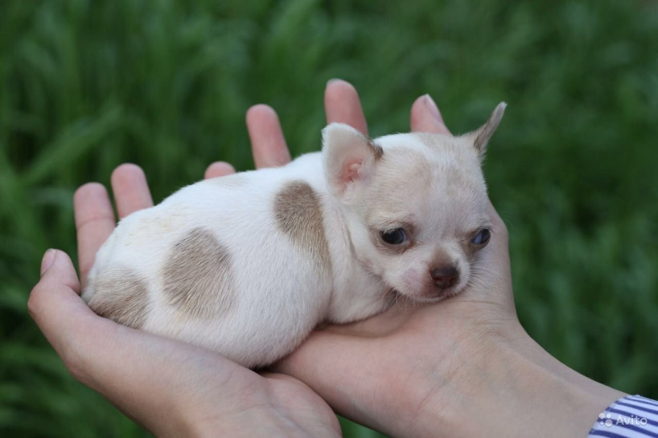 Порода самой маленькой собаки цена