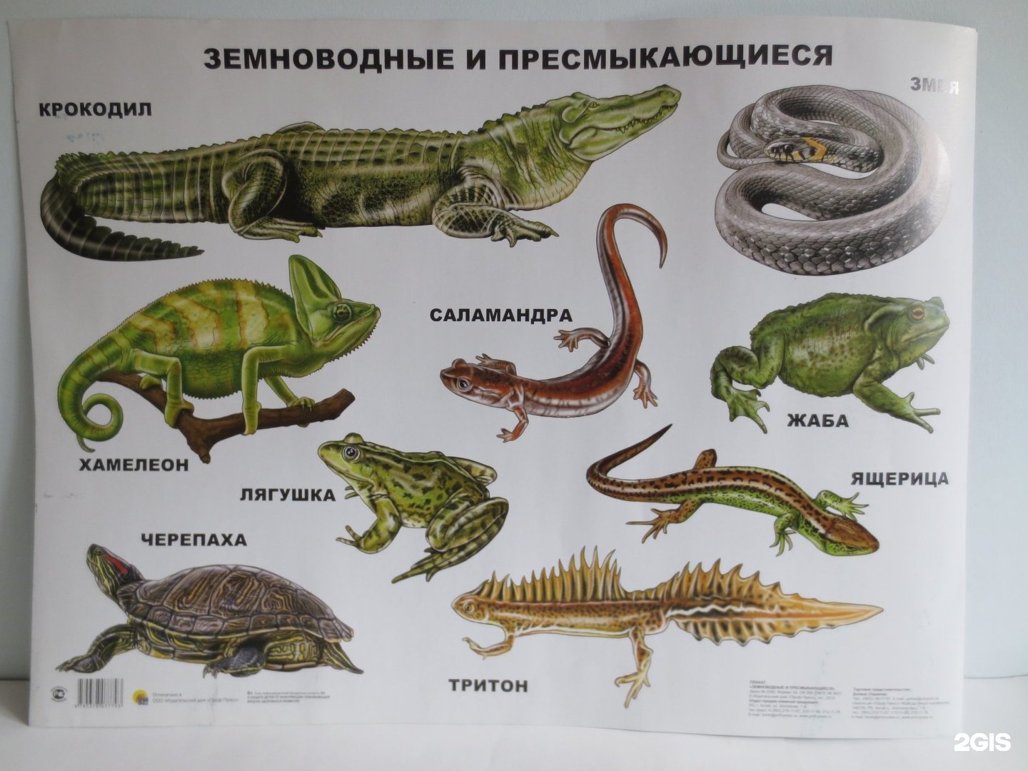 Крокодилы и лягушки какие животные. Земноводные названия. Рептилии названия. Представители пресмыкающихся. Типы земноводных животных.