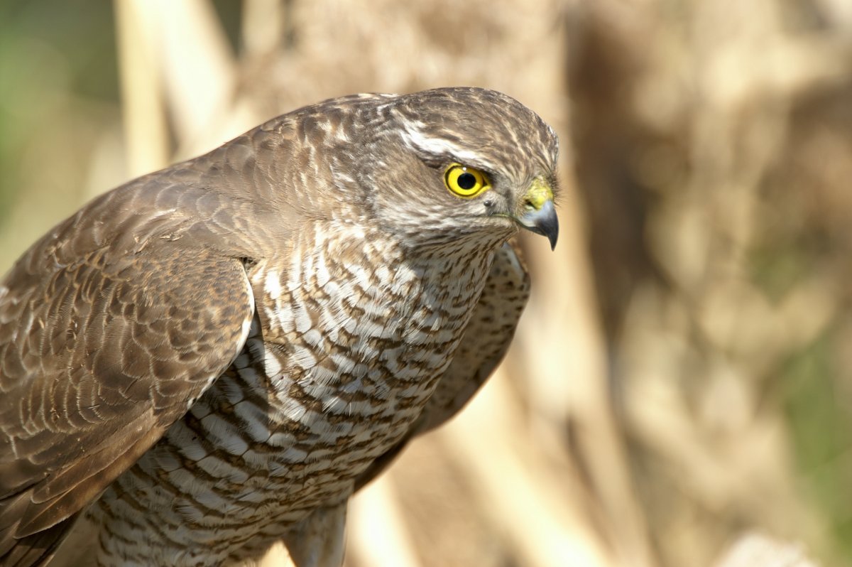 Крымский ястреб-тетеревятник