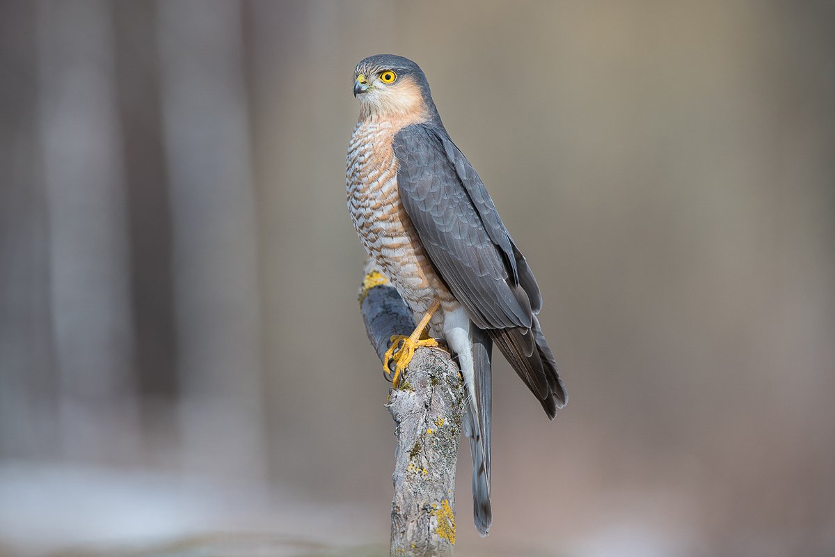 Ястреб малый перепелятник