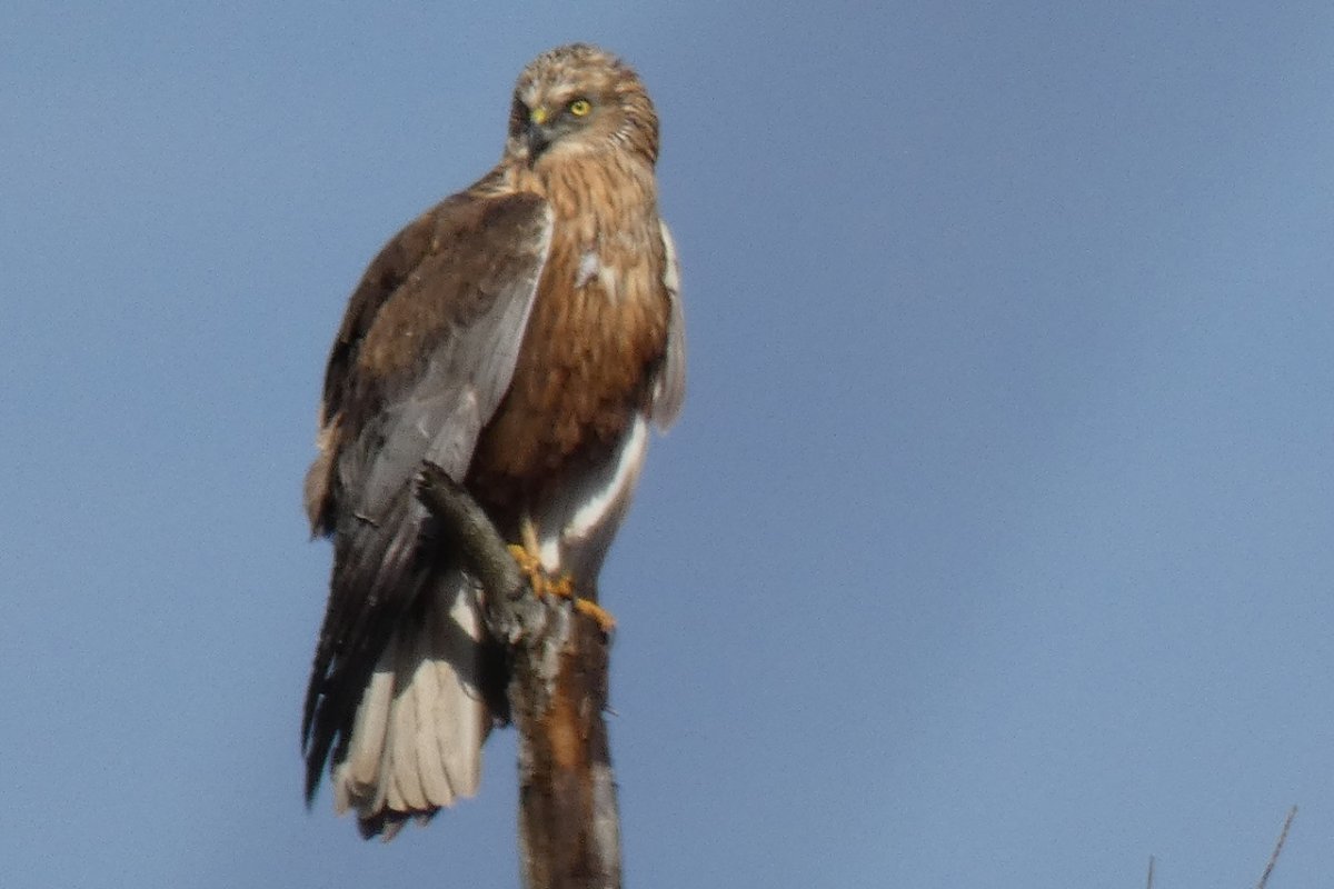 Большие Хищные птицы Ленобласти