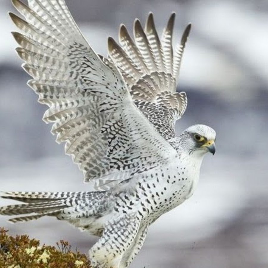 Ястреб Кречет