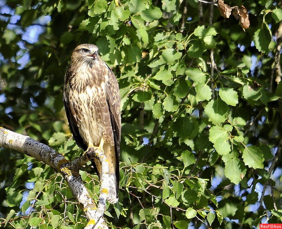 Сарыч обыкновенный