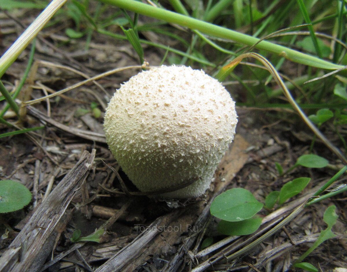 Дождевик Луговой