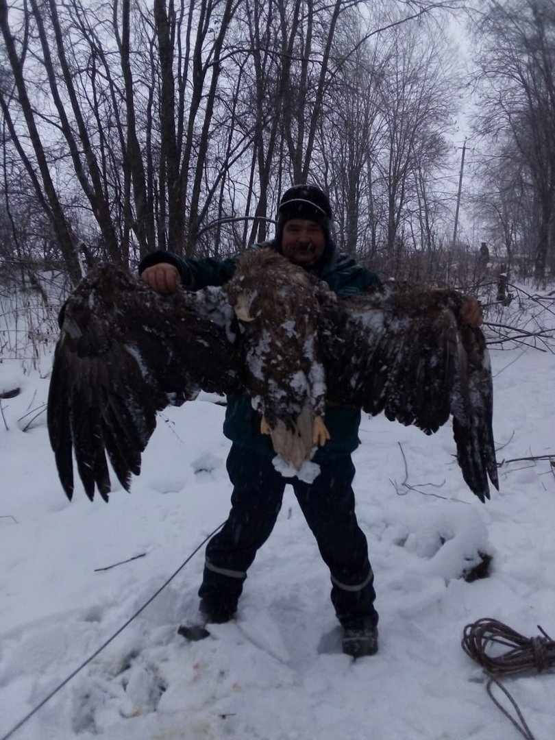 Птицы Твери и Тверской области
