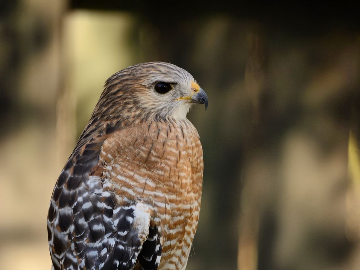 Хищные птицы Рязанской области