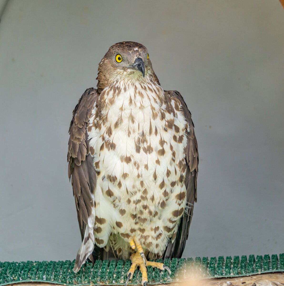 Хищные птицы Алтайского края