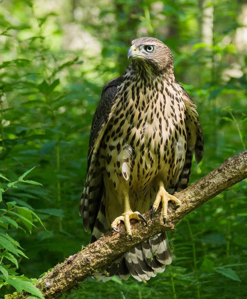 Птица ястреб тетеревятник