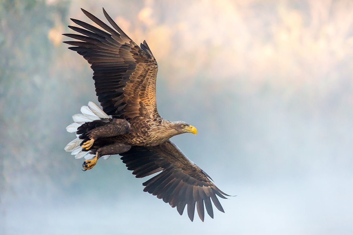 Орлан-белохвост Haliaeetus albicilla