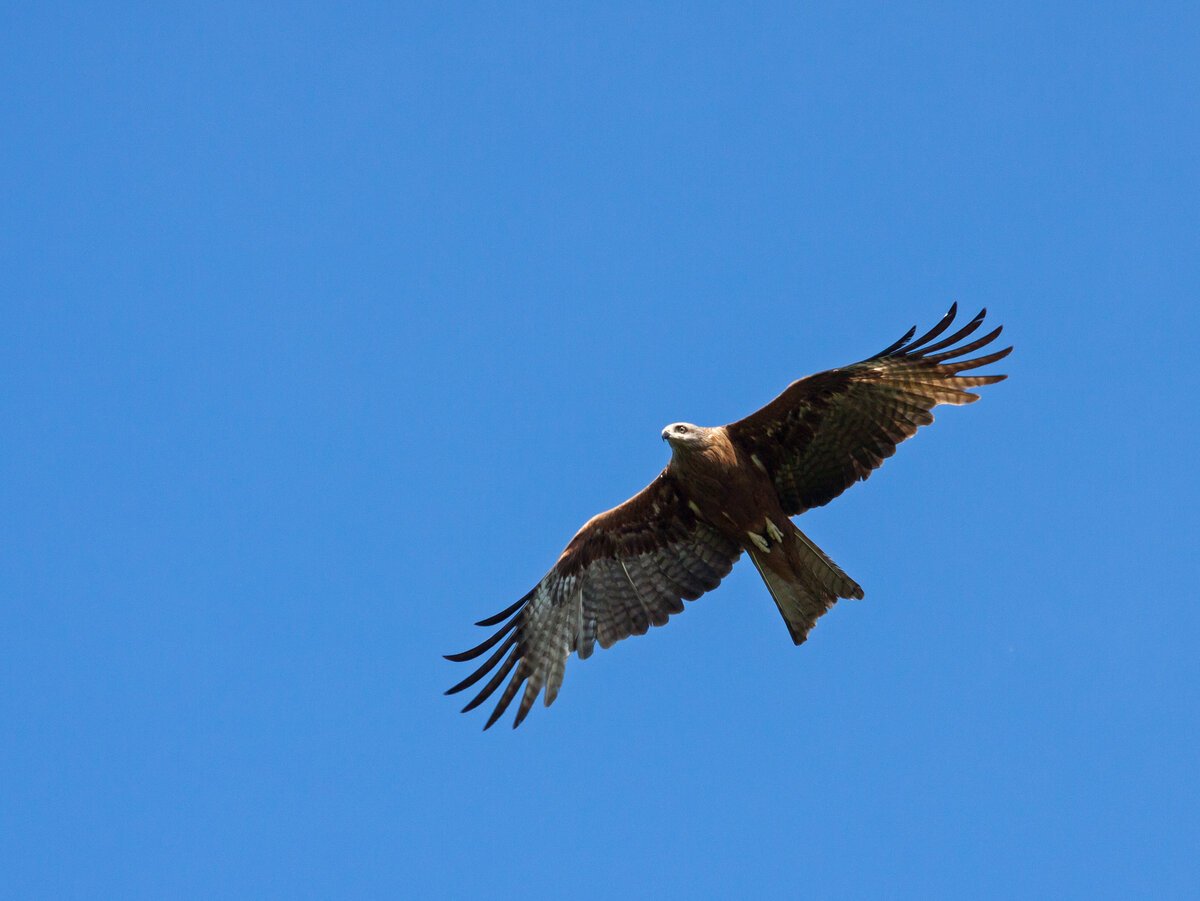 Хищные птицы Ленинградской области Коршун