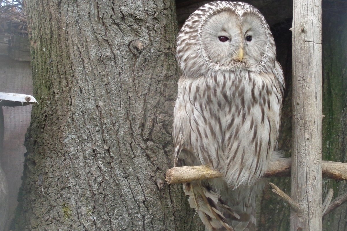 Тверь длиннохвостая неясыть