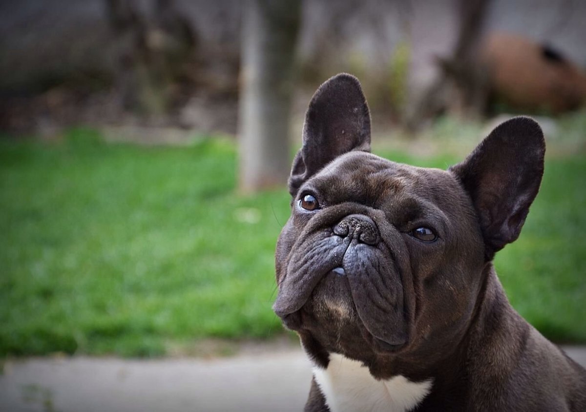 Бельгийский бульдог
