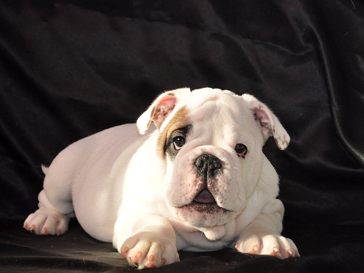 Бельгийский бульдог