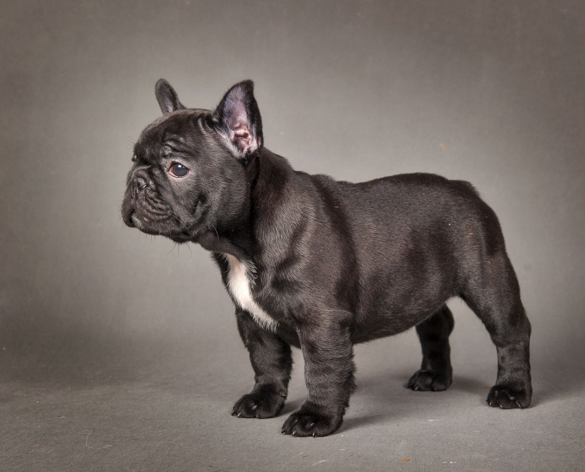 Французский бульдог окрас Изабелла