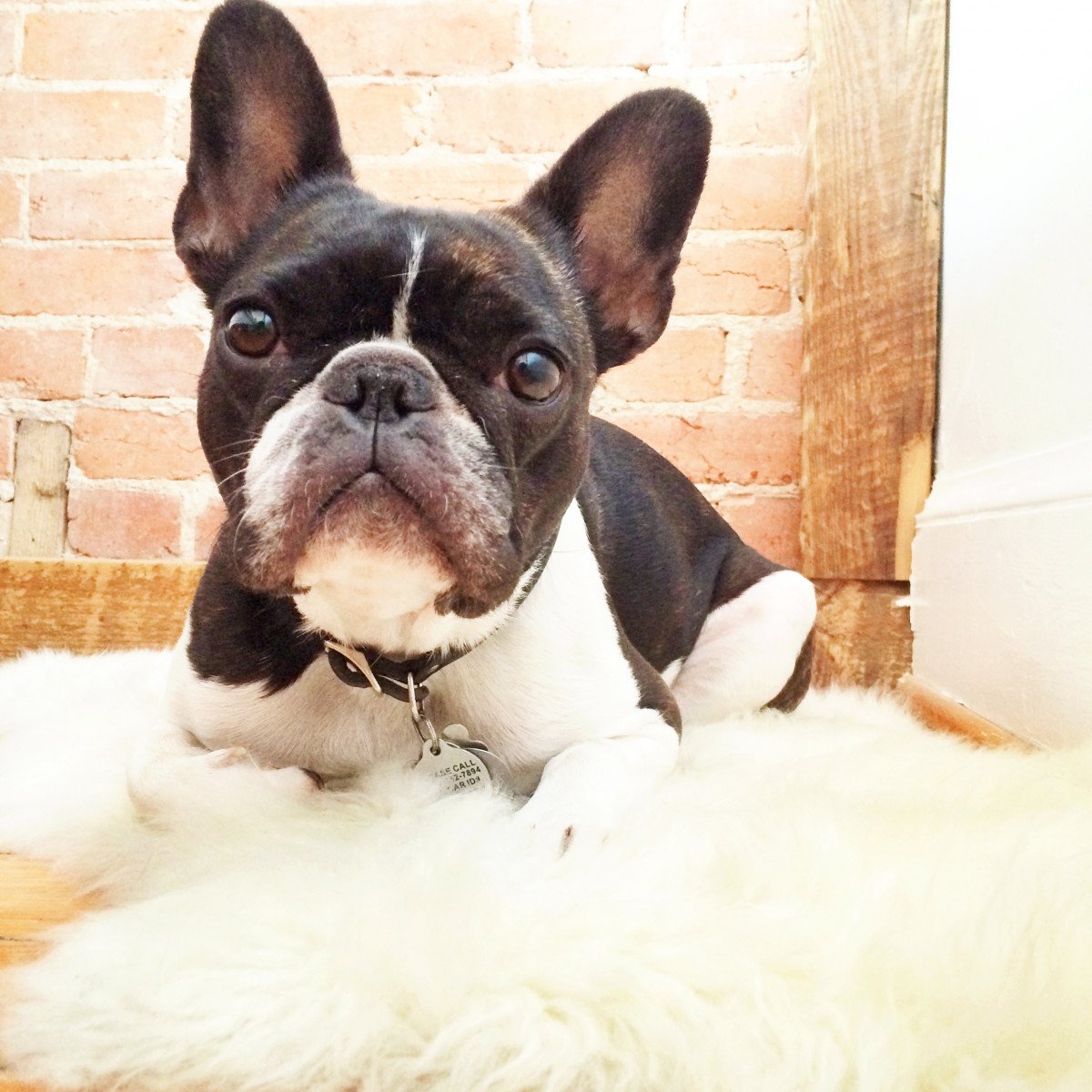 Французский бульдог Чивас