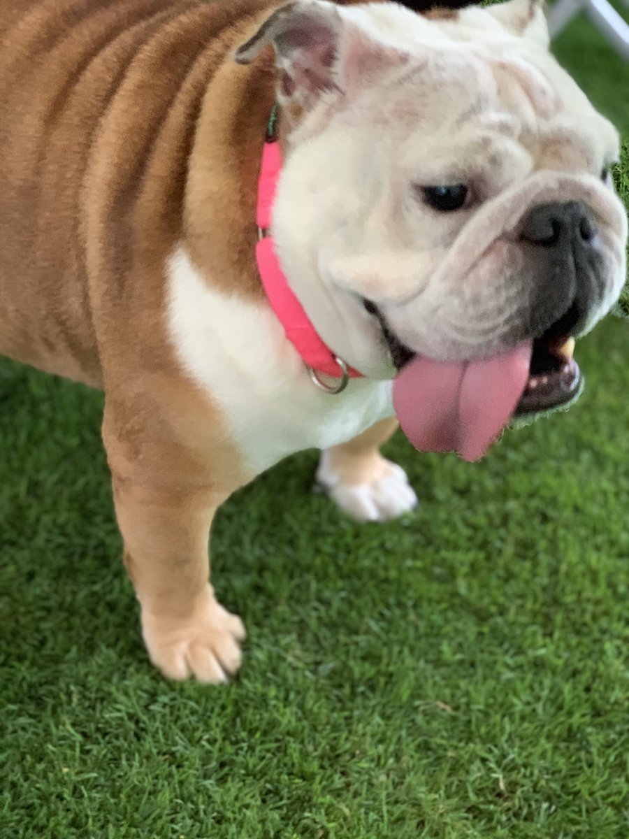 Бельгийский бульдог