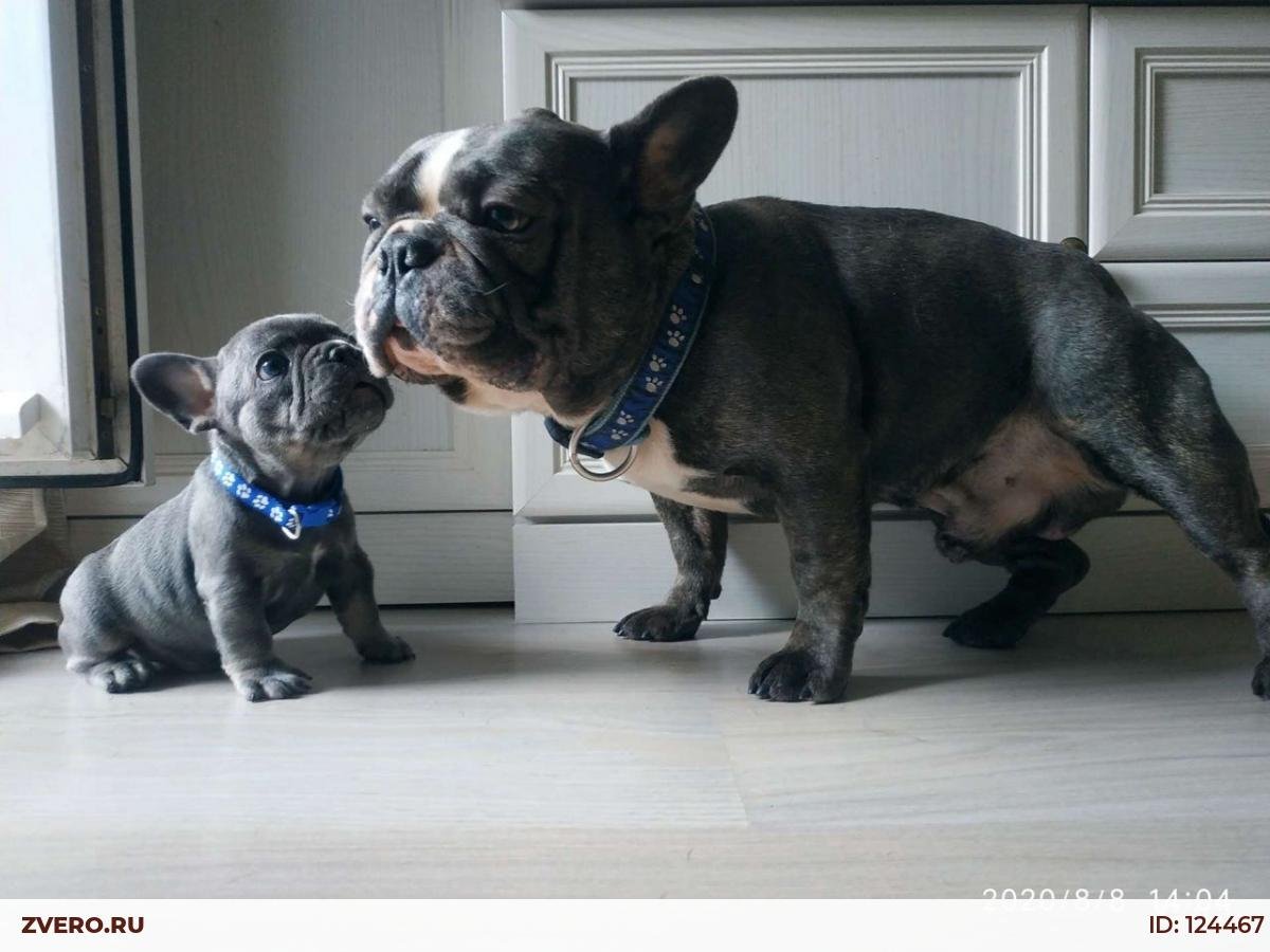 Карликовый французский бульдог