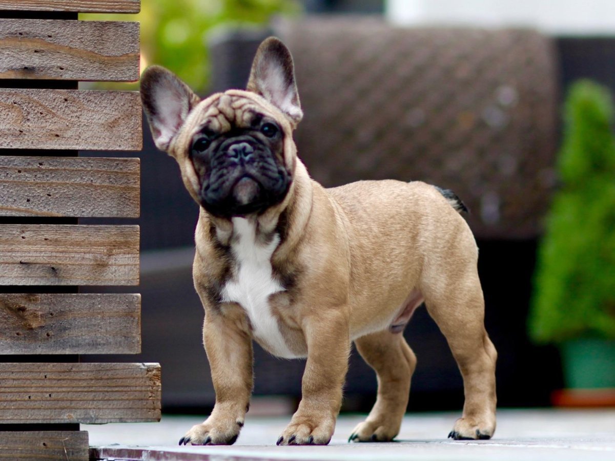 Французский бульдог тигровый