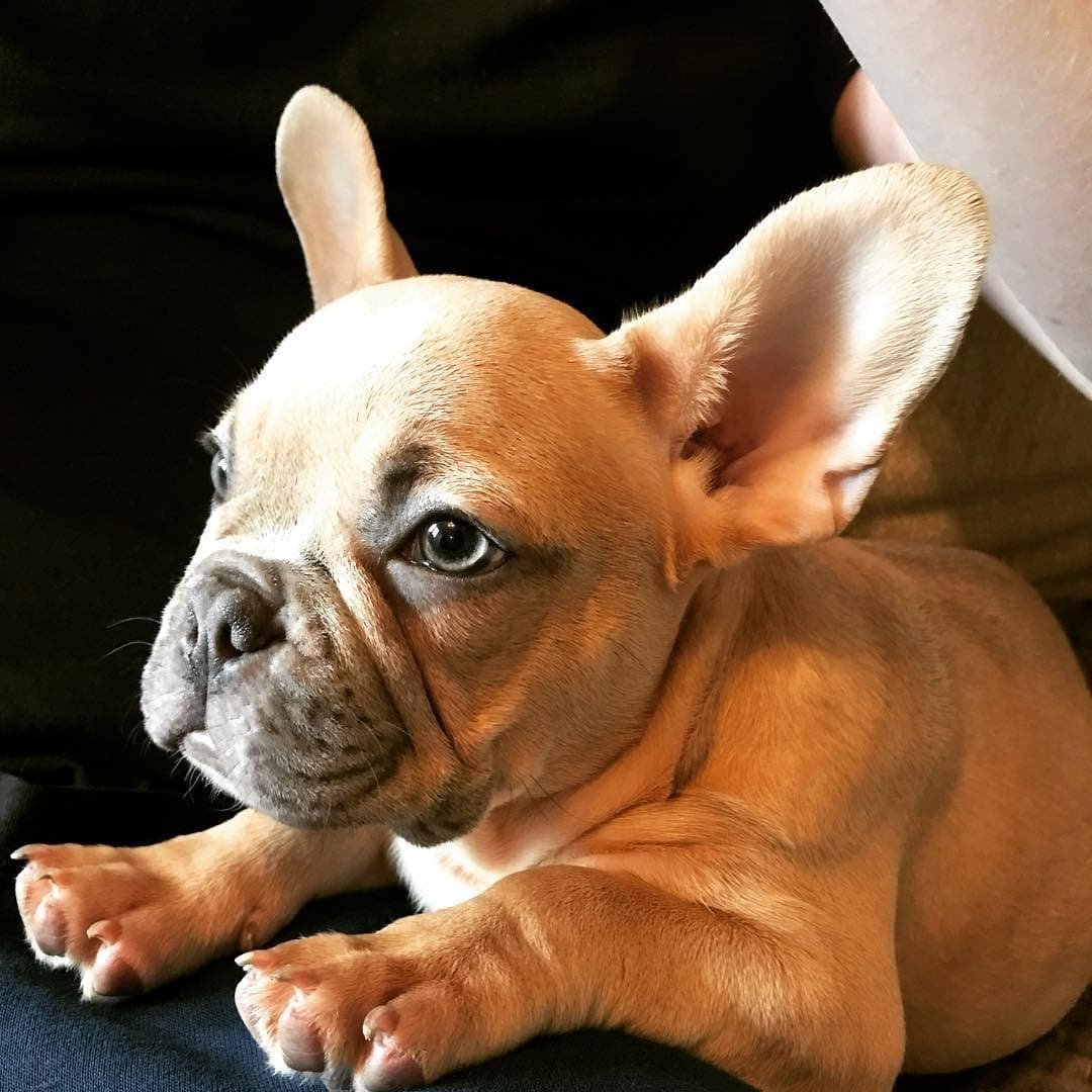 Короткошерстный бульдог