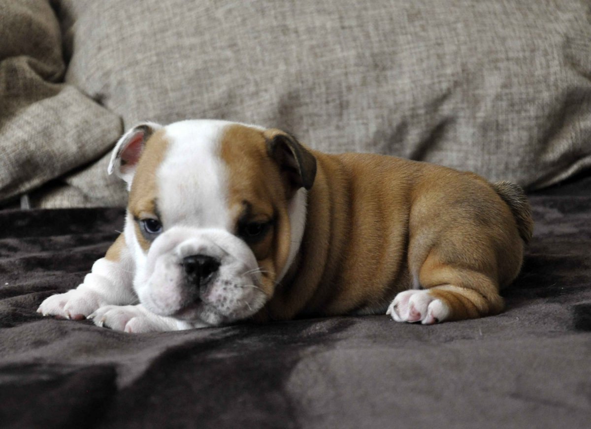 Домашняя собака бульдог