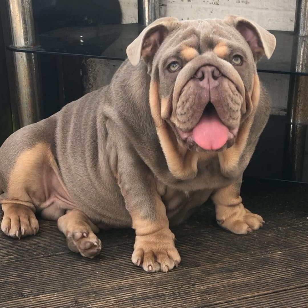 Английский бульдог