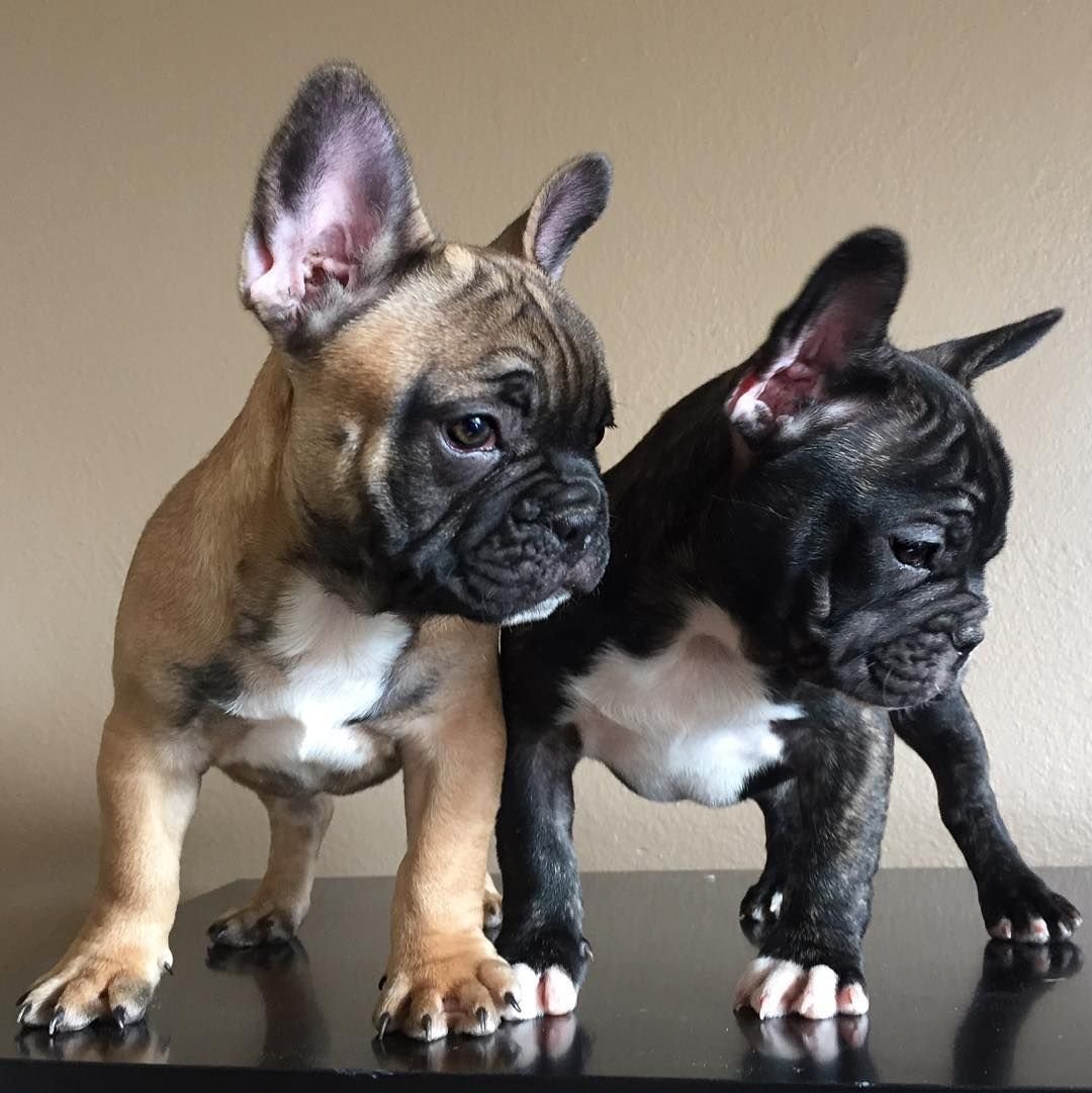 Бенгальский бульдог