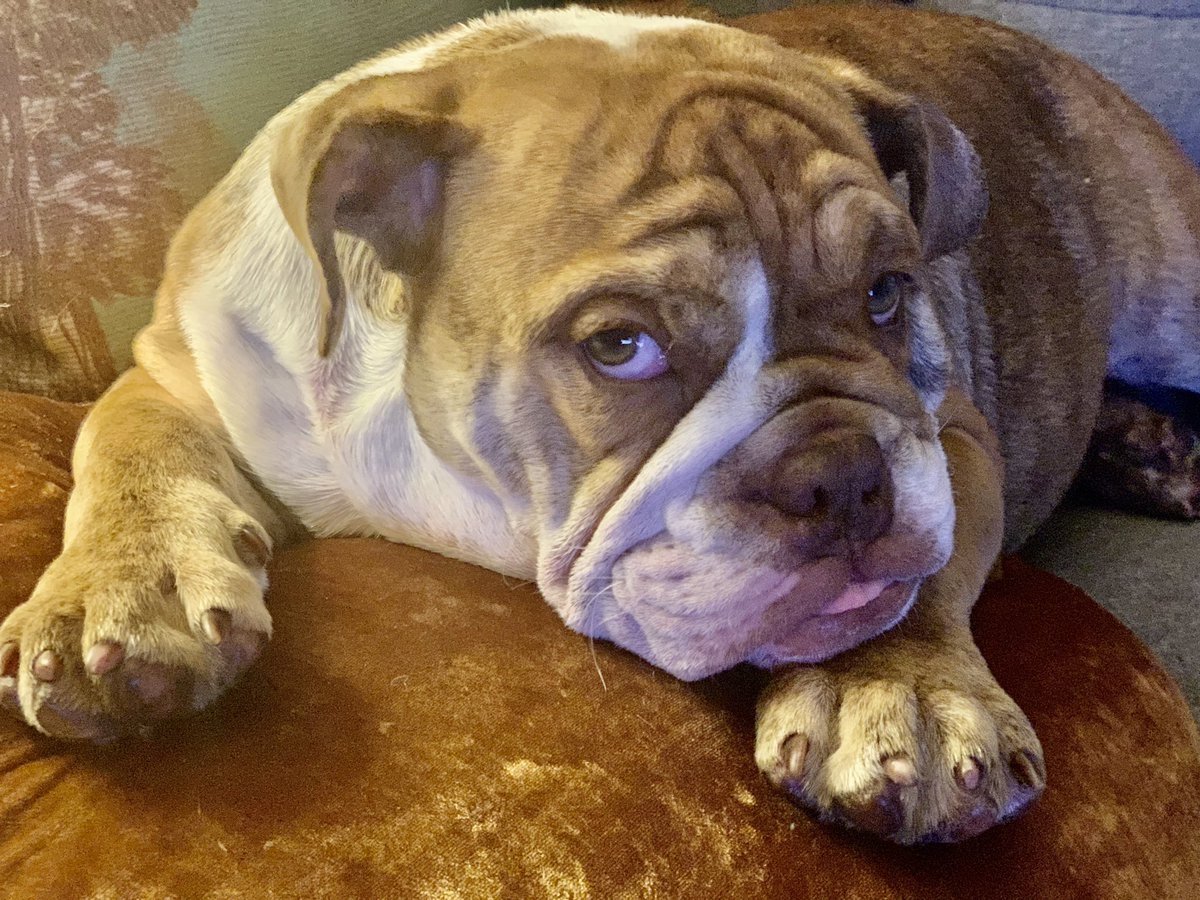 Брабантский бульдог