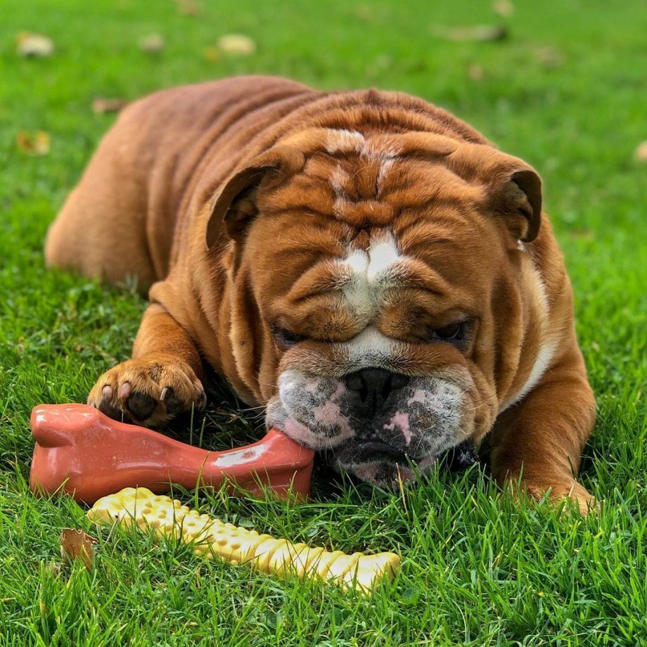 Овчарка и бульдог