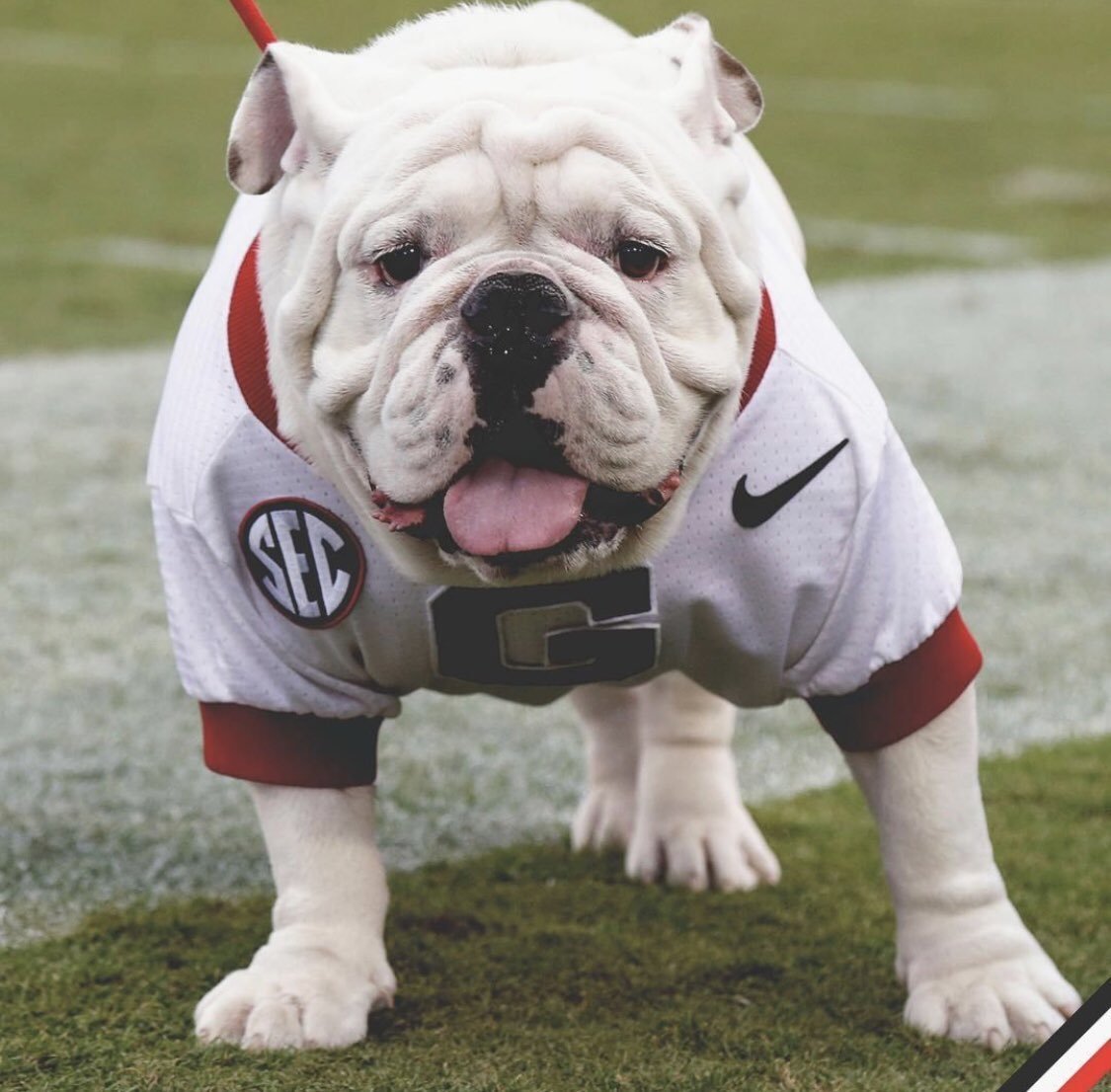 Американский бульдог карликовый