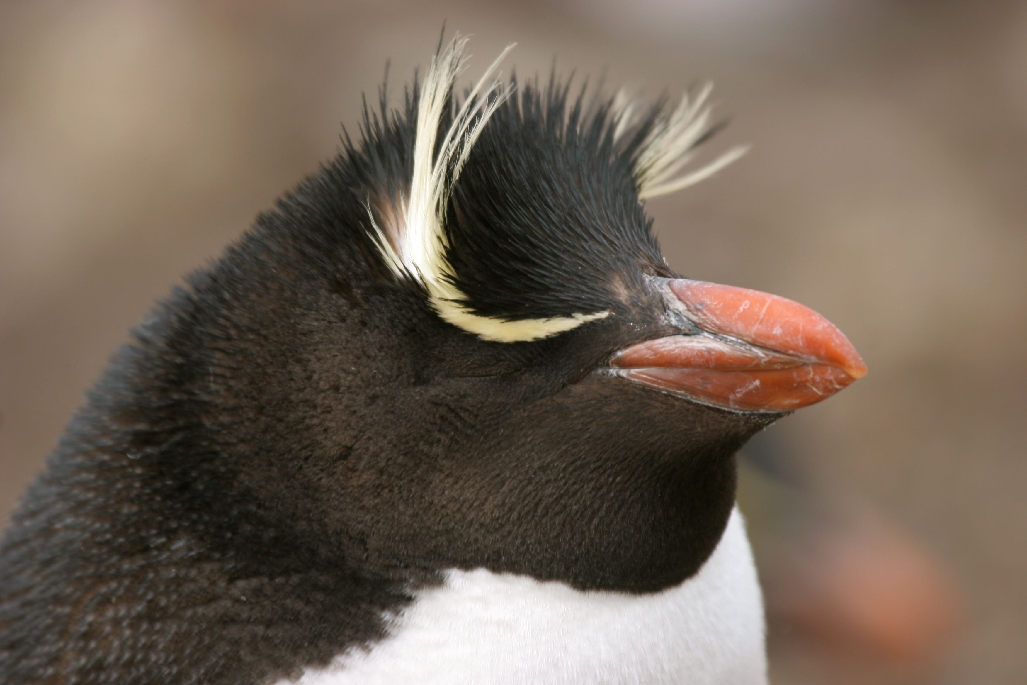Хохлатый Пингвин анфас. Королевский Пингвин с хохолком. Глаза пингвина. Уши пингвина. Какие красивые золотоволосые пингвины над глазами
