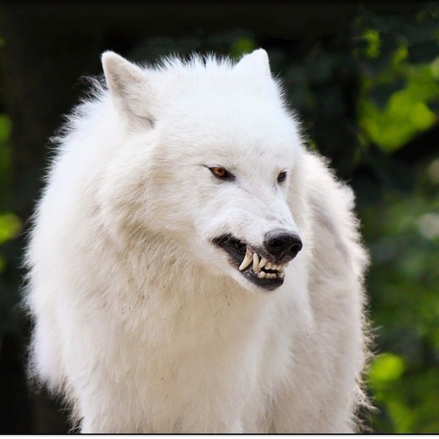 Полярный волк альбинос