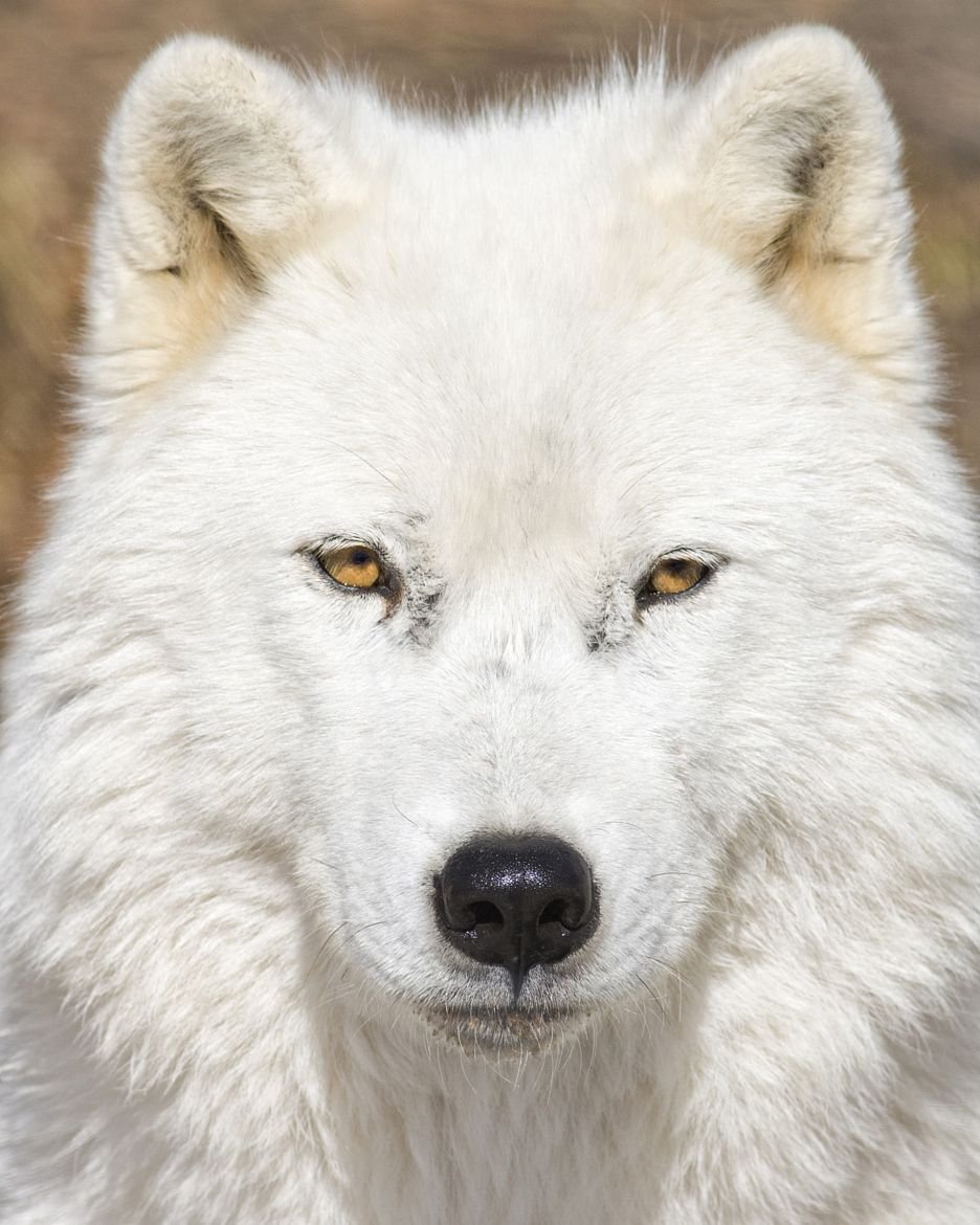 Волк альбинос