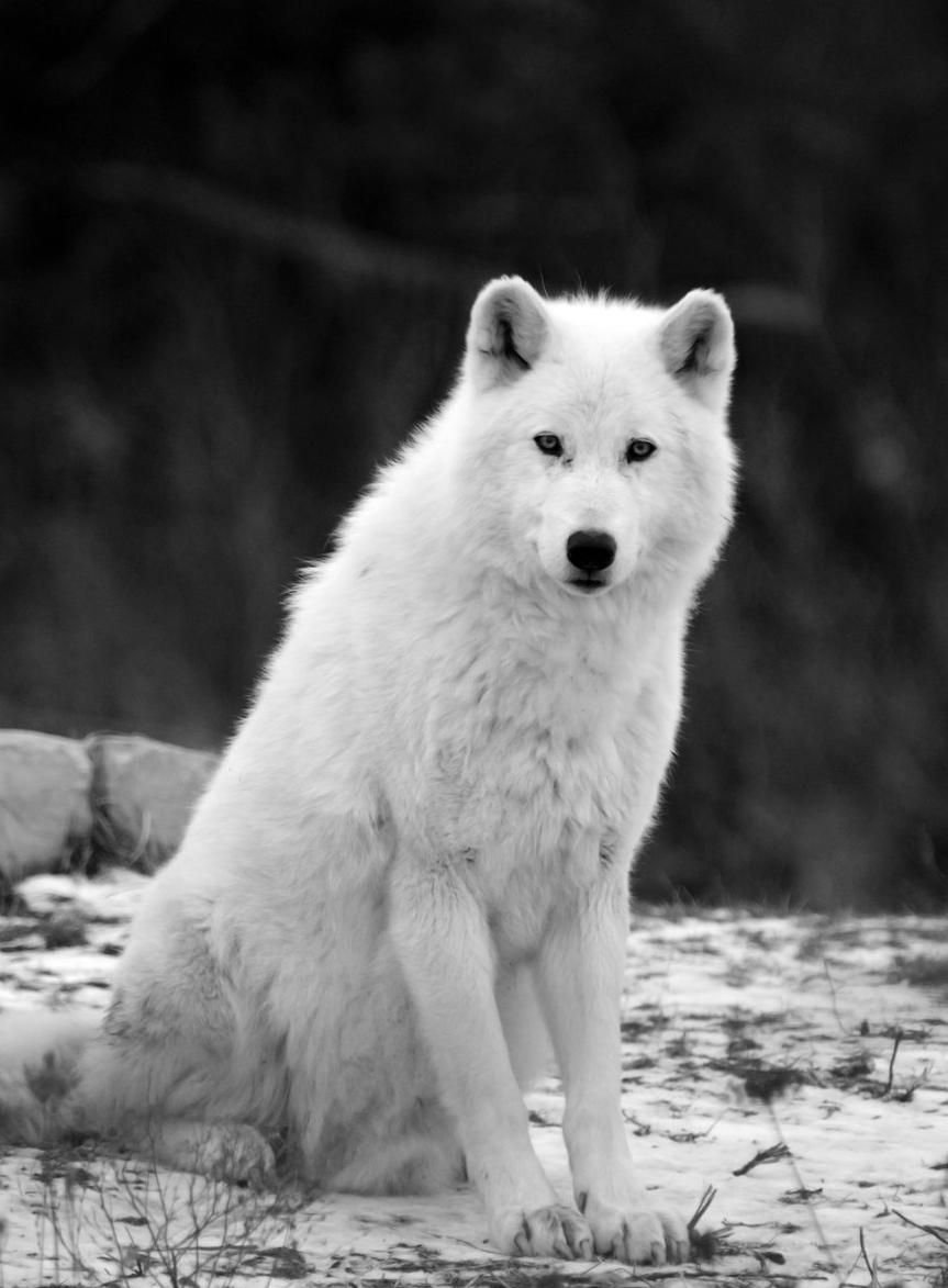 Белый волк