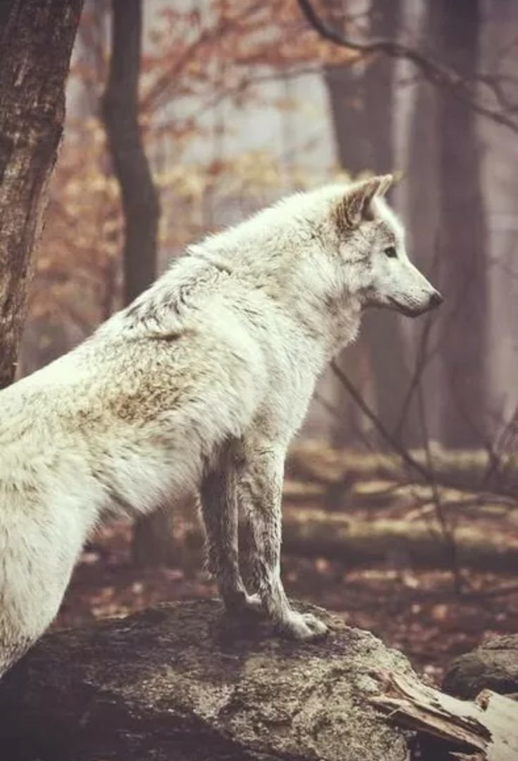 Эстетика Волков