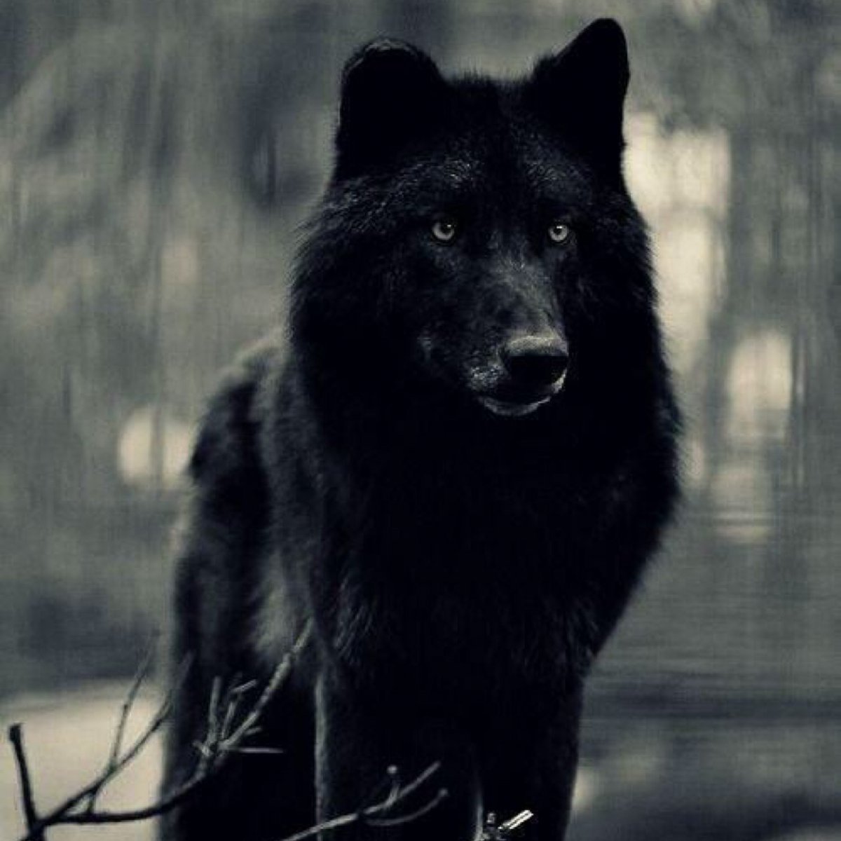 Эстетика Волков черных