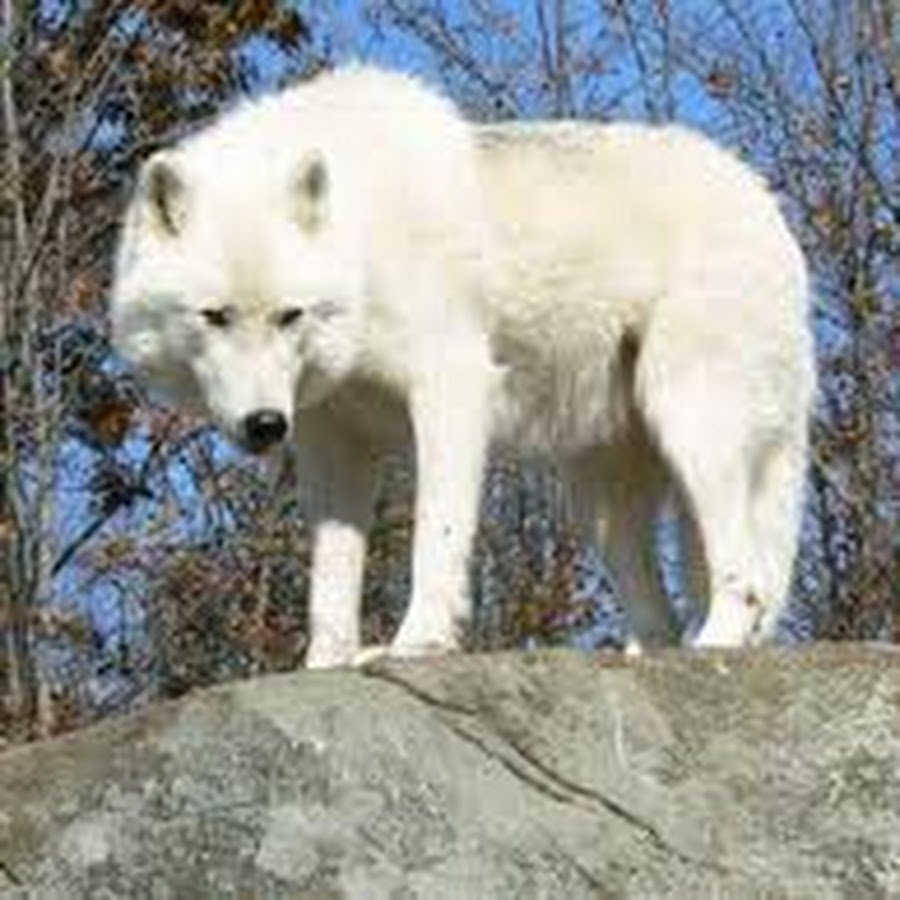 Настоящий волк