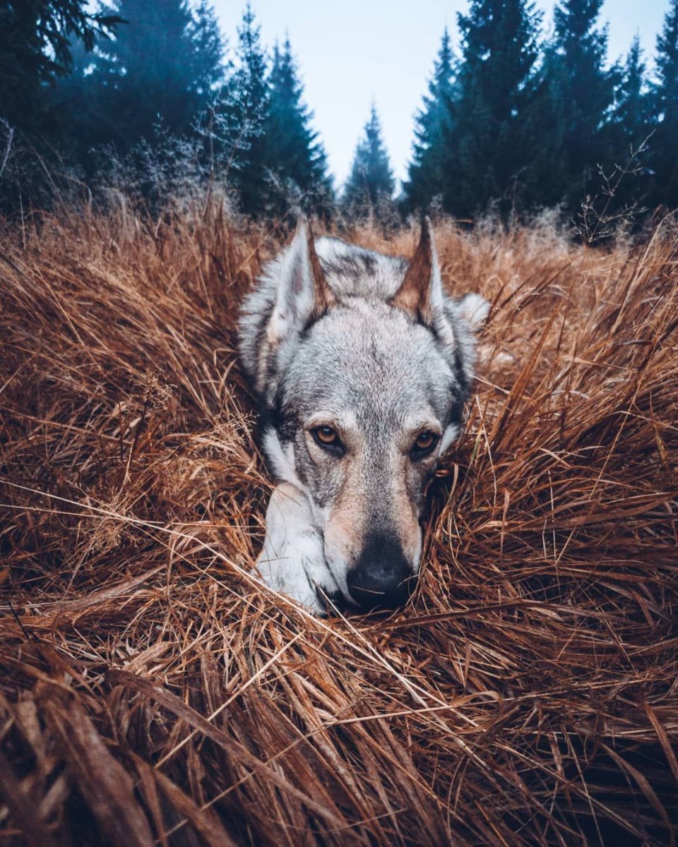 Чехословацкий влчак Эстетика