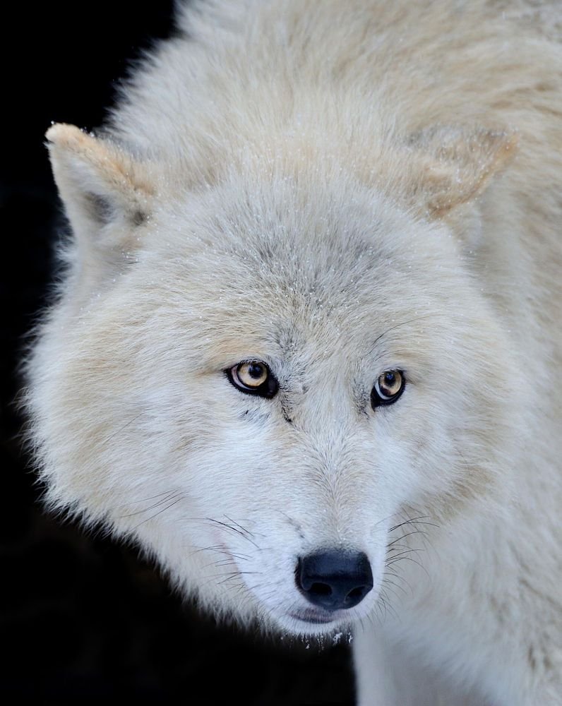 Мелвильский островной волк