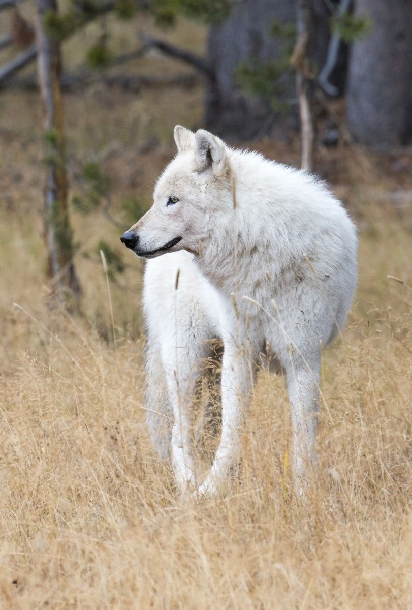 Yellowstone Wolf