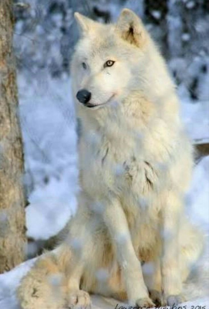 Белый Полярный волк