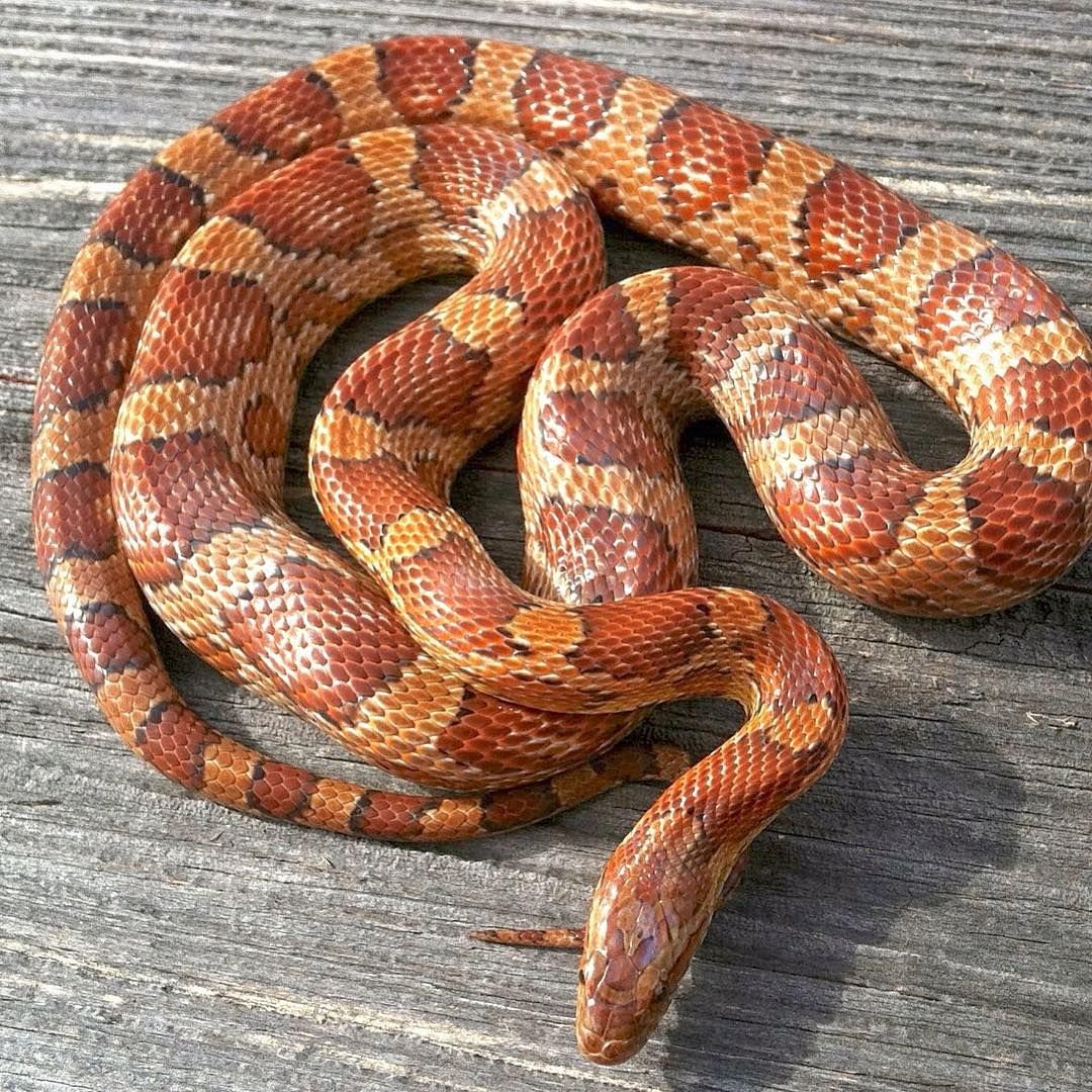 Маисовый полоз полосатый