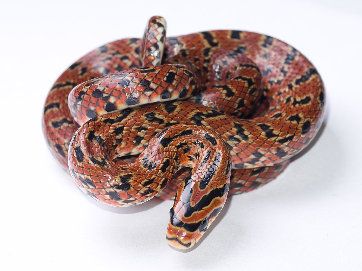 Euprepiophis conspicillata