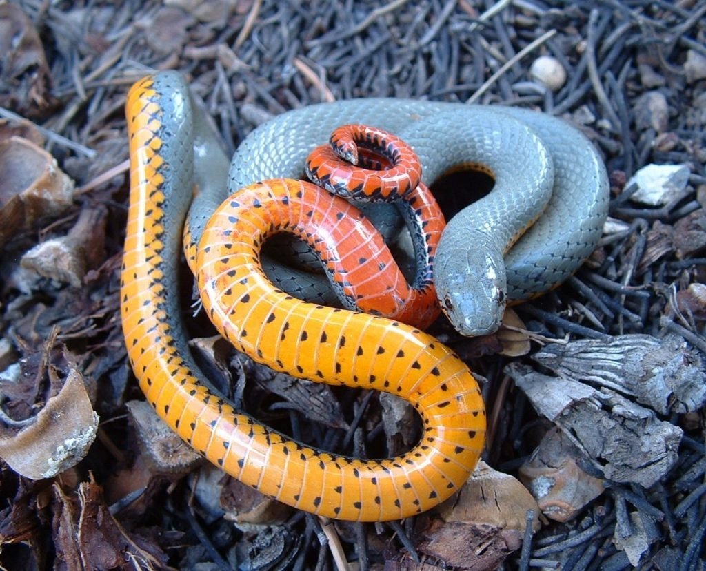 Королевская ошейниковая змея