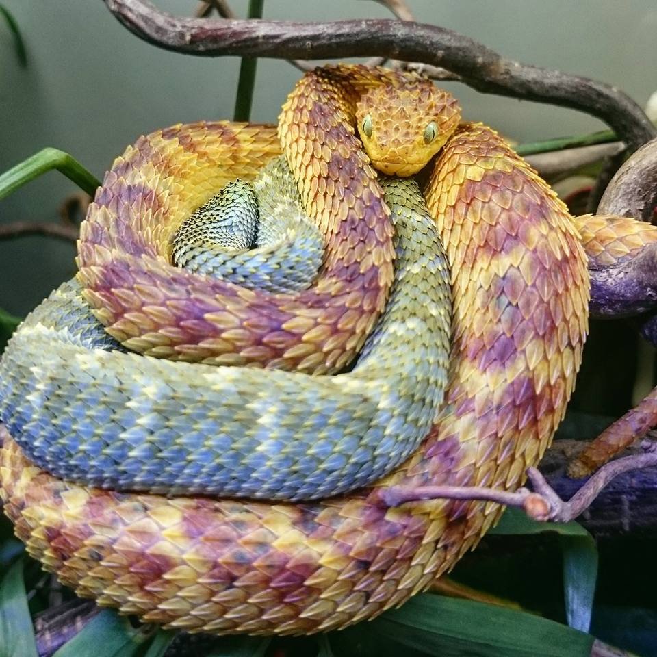 Змеи домашние питомцы