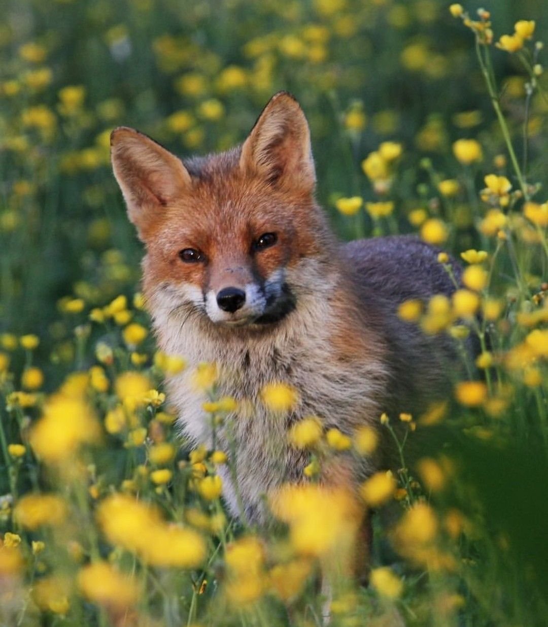 Flower foxes. Лиса. Собака Лисичка. Лисица летом. Летняя лиса.
