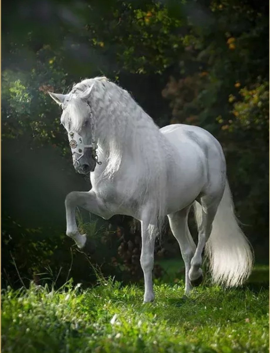 Фриз альбинос